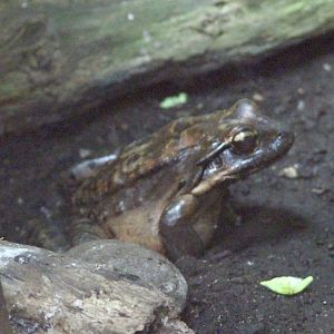 Mountain chicken (Leptodactylus fallax) - 27/7/2025