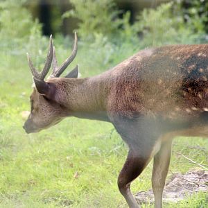 Visayan spotted deer (Rusa alfredi) - 27/7/2025