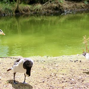 Three different species of goose - 27/7/2025