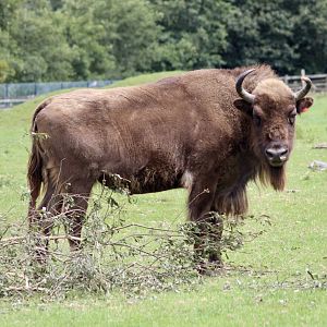 European bison (Bison bonasus) - 27/7/2025
