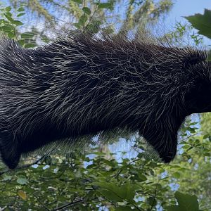 Bronx Zoo 7/20/25 North American Porcupine - Children’s Zoo