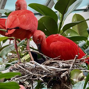 Bronx Zoo 7/20/25 Scarlet Ibis - Aquatic Bird House
