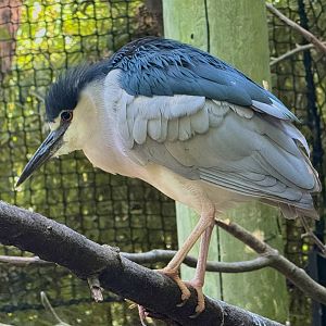 Bronx Zoo 7/20/25 Black-crowned Night Heron - Children’s Zoo