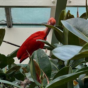 Bronx Zoo 7/20/25 Scarlet Ibis - Aquatic Bird House