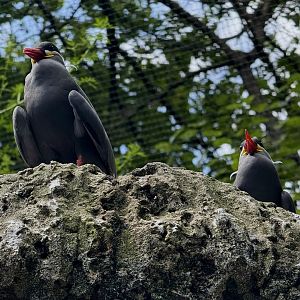 Bronx Zoo 7/20/25 Inca Terns - Sea Bird Aviary