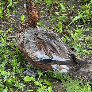 Not sure what these ducks are, can someone identify?
