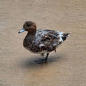 Not sure what these ducks are, can someone identify?