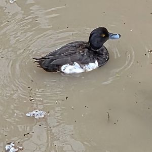 Please help-Not sure what species?