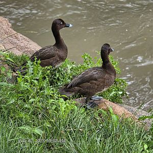 Help with species identification. Thanks