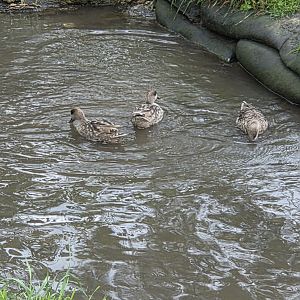 I think these are marbled teal, could someone confirm? Thanks