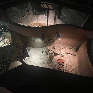 istana reptil - african fat-tailed gecko exhibit