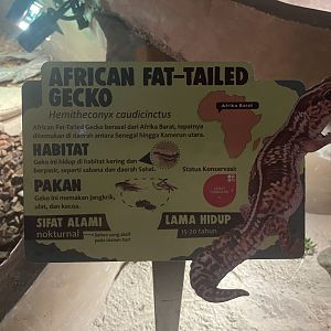 istana reptil - african fat-tailed gecko signage