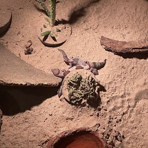 istana reptil - african fat-tailed gecko (