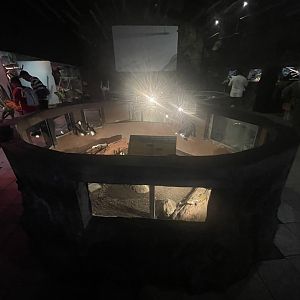 istana reptil - indonesian blue-tongued skink exhibit