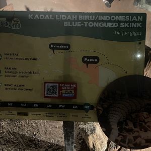 istana reptil - indonesian blue-tongued skink signage
