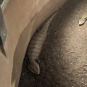 istana reptil - indonesian blue-tongued skink (tiliqua gigas) (1)