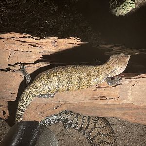 istana reptil - indonesian blue-tongued skink (tiliqua gigas) (2)