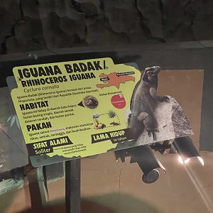istana reptil - rhinoceros iguana signage