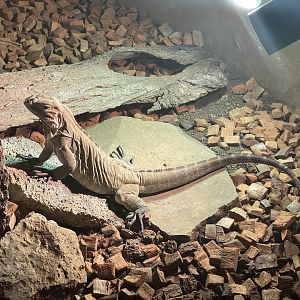 istana reptil - rhinoceros iguana (cyclura cornuta)