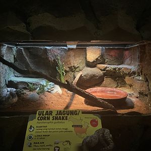 istana reptil - corn snake exhibit