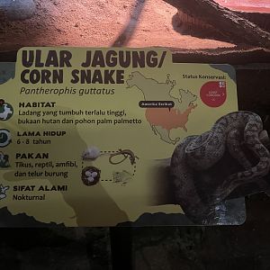 istana reptil - corn snake signage