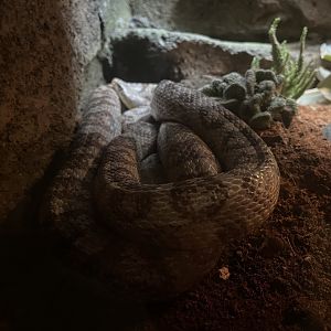 istana reptil - corn snake (pantherophis guttatus)