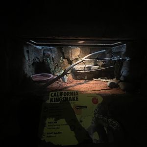 istana reptil - california kingsnake exhibit
