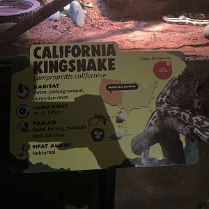istana reptil - california kingsnake signage