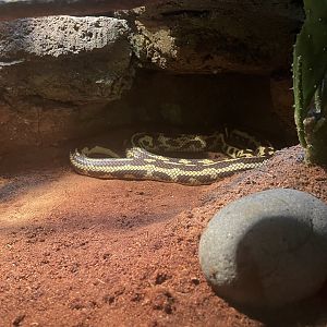 istana reptil - california kingsnake (lampropeltis californiae)