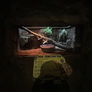 istana reptil - boa constrictor exhibit
