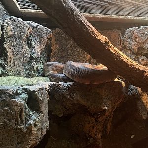 istana reptil - boa constrictor (boa constrictor)