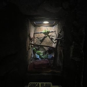 istana reptil - northern green tree phyton exhibit