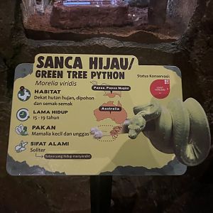 istana reptil - green tree phyton signage (inaccurate/mislabeled)