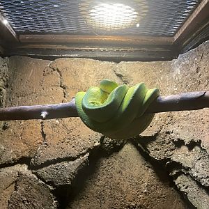 istana reptil - northern green tree phyton (morelia azurea pulcher)