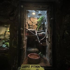 istana reptil - carpet phyton exhibit