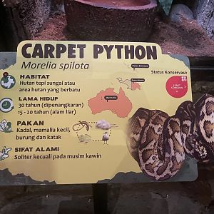 istana reptil - carpet phyton signage