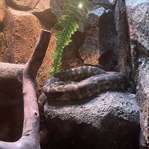 istana reptil - carpet phyton (morelia spilota)