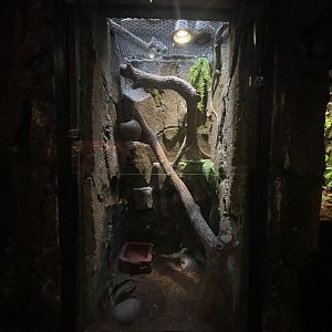 istana reptil - biak tree monitor exhibit