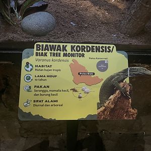 istana reptil - biak tree monitor signage