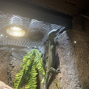 istana reptil - biak tree monitor (varanus kordensis)