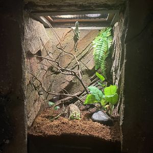 istana reptil - veiled chameleon exhibit (1)