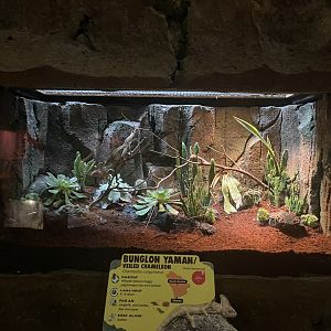 istana reptil - veiled chameleon exhibit (2)