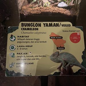 istana reptil - veiled chameleon signage (1)