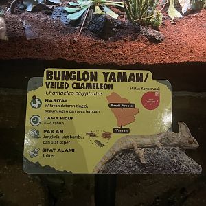 istana reptil - veiled chameleon signage (2)