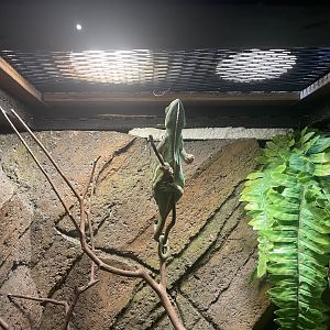 istana reptil - veiled chameleon (chamaeleo calyptratus) (1)