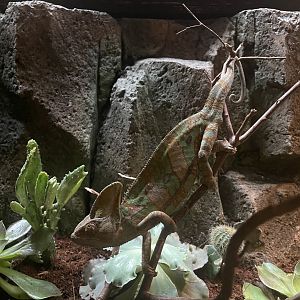 istana reptil - veiled chameleon (chamaeleo calyptratus) (2)