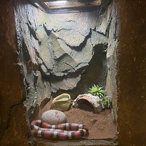 istana reptil - pueblan milk snake exhibit