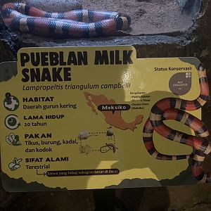 istana reptil - pueblan milk snake signage