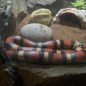 istana reptil - pueblan milk snake (lampropeltis triangulum campbelli)