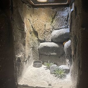 istana reptil - leopard gecko exhibit